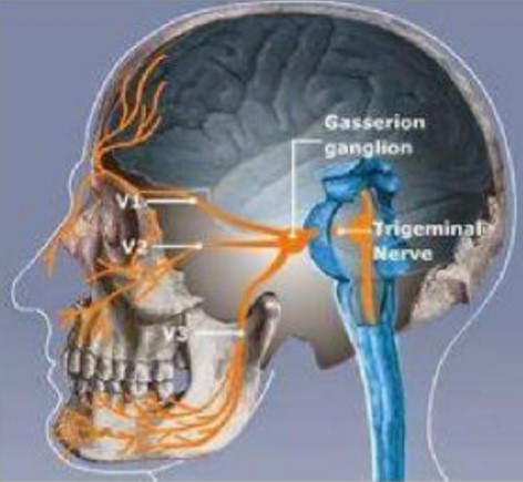 diagram of nerves in brain